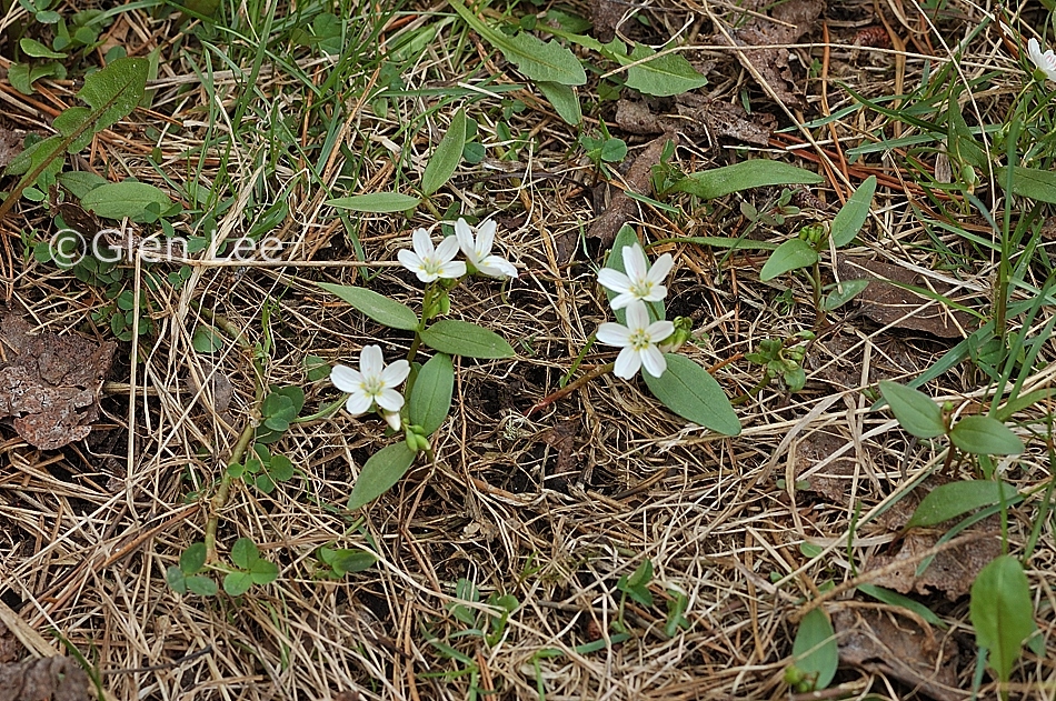 Claytonia lanceolata photos Saskatchewan Wildflowers